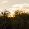 BWA NW OkavangoDelta 2016DEC01 Nguma 061 : 2016, 2016 - African Adventures, Africa, Botswana, Date, December, Month, Ngamiland, Nguma, Northwest, Okavango Delta, Places, Southern, Trips, Year